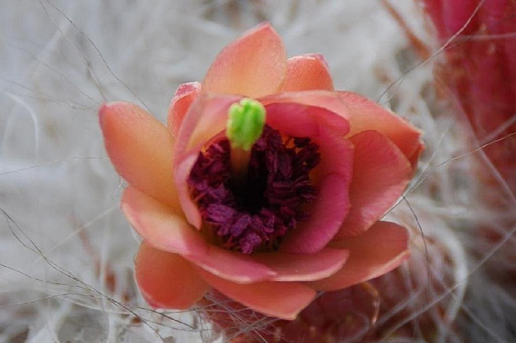 SAFLAX Garden in the Bag - Old Man of the Andes - 40 семян - С субстратом в подходящем пакете - Oreocereus celsianus