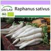 Organic - Редис - Mooli Minowase - 100 семян - Raphanus sativus