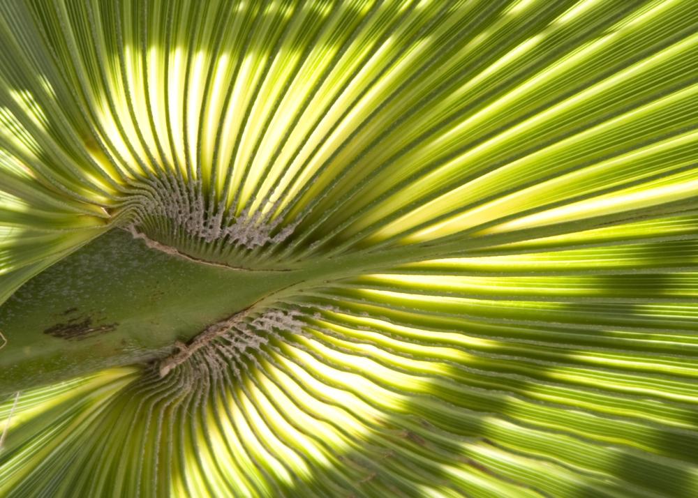 SAFLAX Мексиканская хлопковая пальма - 12 семян - Вашингтония робуста