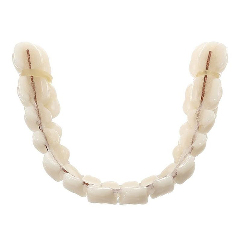 Dental Tooth Models for Patients with Oral Defects, Dental Supplies and Accessories To Repair Bad Teeth and Missing Teeth