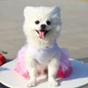 Pet Dress Eye-catching Breathable Cotton Pretty Bow Knot Dog Skirt