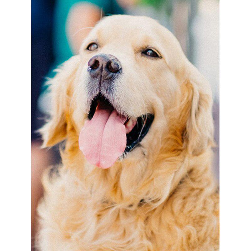 DIY5D Diamond Painting Dog Diamond Embroidery Rhinestone Full Round/Mosaic Animal Cross Stitch Home Decor Manual Art Gift