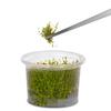 Aquarium Tweezers Straight For Planting and Cleaning 30cm