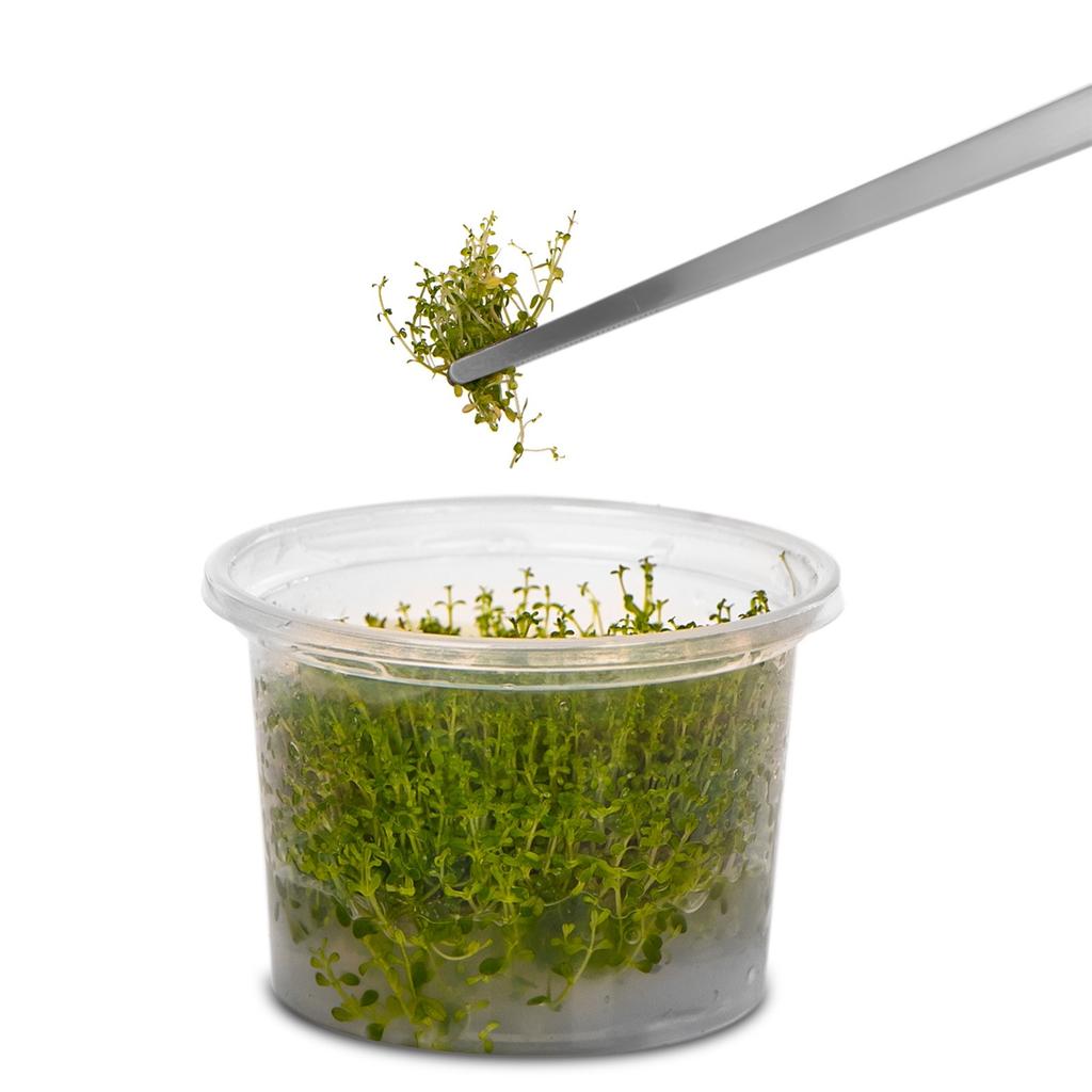 Aquarium Tweezers Straight For Planting and Cleaning 30cm
