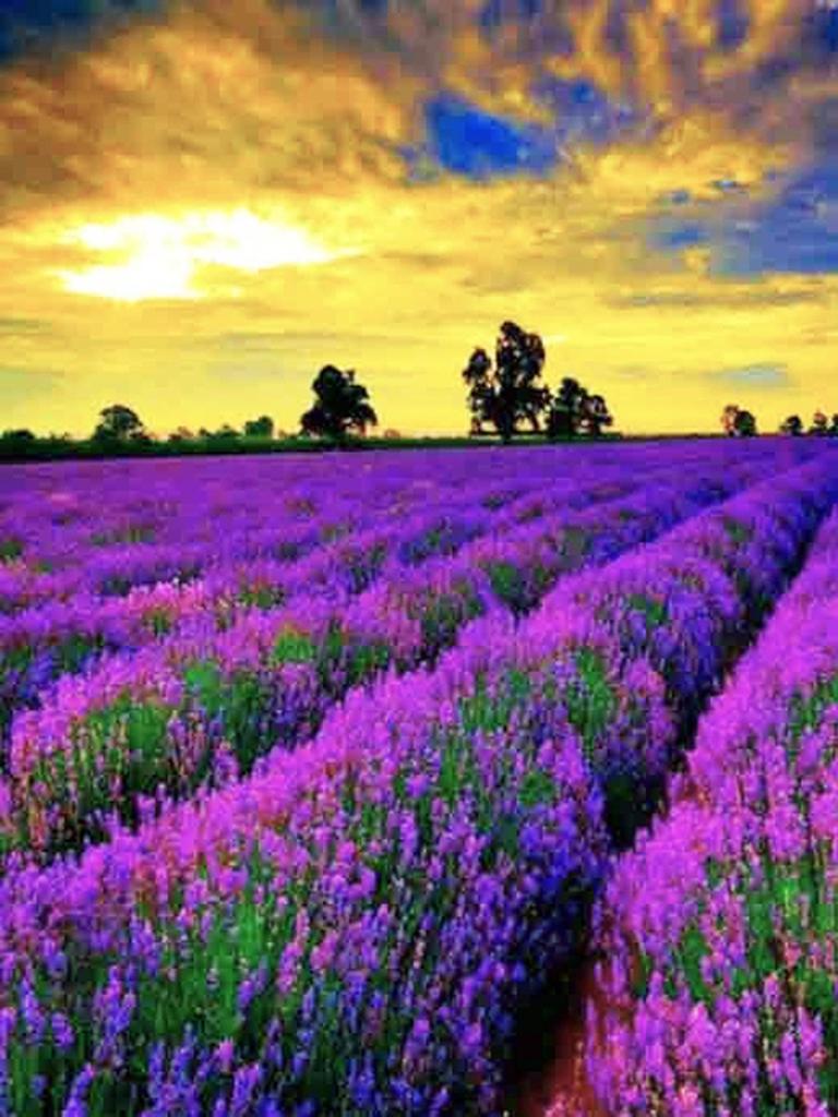 Круглая алмазная вышивка «сделай сам», пейзаж, цветок, море, 5D алмазная живопись, вышивка крестиком, лавандовая мозаика, украшение дома, подарок на Новый год