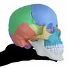 ERLER ZIMMER (Germany) 22-Section Magnetic Skull Model for Craniosacral and Craniosacral Therapy [Back In Stock]