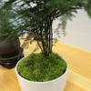 100G Fake Plants Home Decor Simulated Moss Turf Biomimetic Artificial Moss Garden Micro Landscape Layout Ornaments Lawn Bonsai