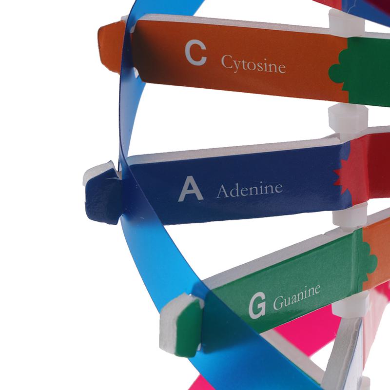 Человеческие гены ДНК модели двойной спирали научные игрушки преподавание обучения образовательная игрушка