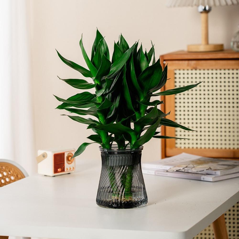 Self Watering Hydroponic Plants Pot Plastic Office Bonsai Decor