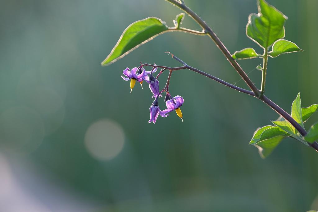 Fujifilm Телеконвертер Fujinon TC WR XF1.4X