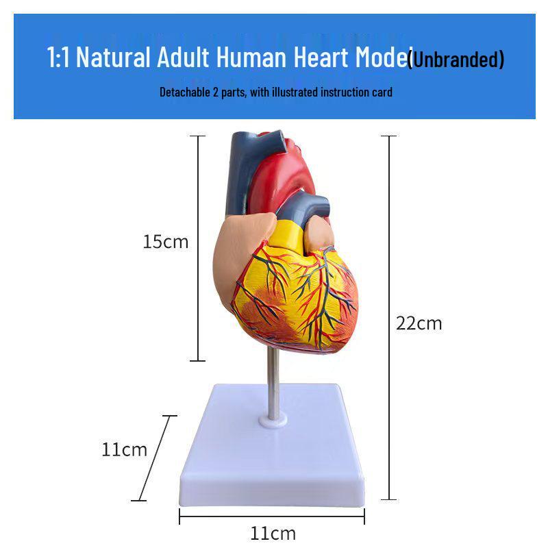 Большая анатомическая модель человеческого сердца с 34 отметками для обучения медицинской ультразвуковой диагностике