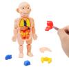 Children's Enlightenment Science Education Human Organ Model Ornaments DIY Assembly STEAM Medical Early Education Puzzle Toys