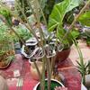 Transparent Flower Stem Support and Gatherer for Potted Plants and Monstera
