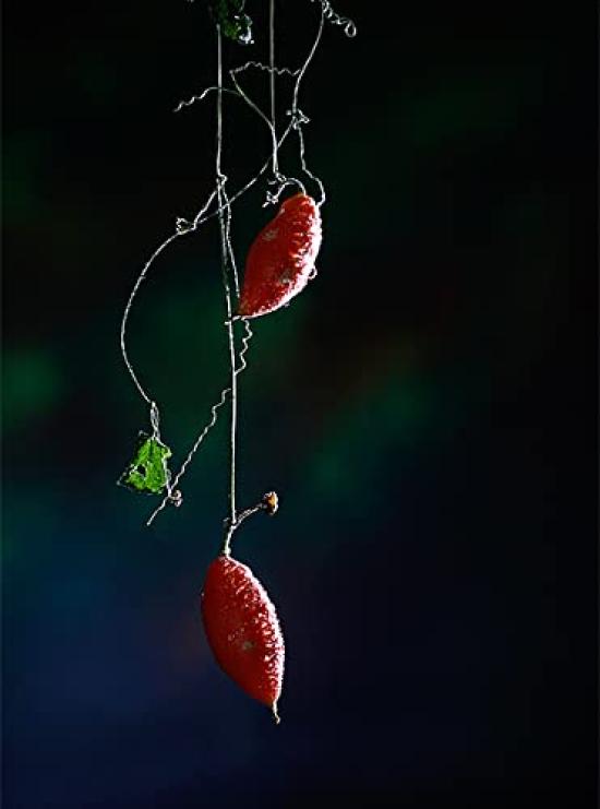 Zhong Yi Optics Zhong Yi Optics Creator 85mm Limited M55 Prime Lens EF [Japan] F2.0 (Full-Frame Compatible) (Canon Mount)