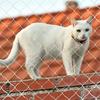 Защитная сетка для кошек Защитный забор для животных От падения Сетчатый забор Кошка Собака Нейлоновая Защитная Прозрачная сетка Нейлоновый Защитный забор на балкон