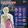 Human Body Model for Kids, Skeleton Science Model Kit That Glows In The Dark, 30 Pieces Anatomy Model, Interactive Educational Toys for Kids