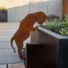Rustic Metal Dog Garden Statue Vintage Cat Lawn Ornament Dog Pot Hugger Decor  Courtyard