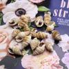 30/50Pcs, Summer Marine Style Natural Shell Conch Ornament Decoration for Aquarium Fish Tanks Potted Plants and More, Holidays Home Decor Collection