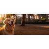 Dog Goggles for Small Dog Doggy Goggles with Adjustable Straps Anti-UV Doggie Sunglasses Windproof Eye Protection