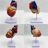 Lunari Heart Model, Life-Size 1:1 Human Anatomy Model, Full Color, with Stand, Educational, Anatomical Structure, Research, Training Materials