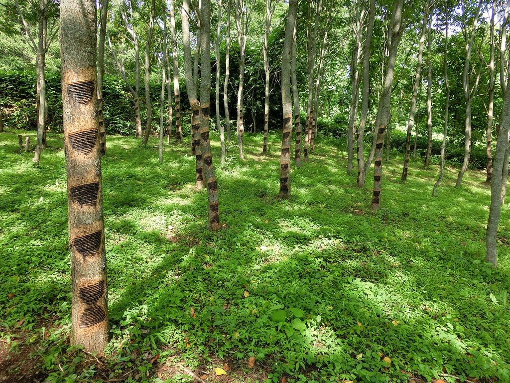 Domestic Urushi Raw Urushi 10g Tube Kintsugi Restoration Good Design Award Winner Made In Japan Sold by Urushi Specialty Stores