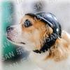 New Style Pet Motorcycle Safety Helmet - Dog & Cat Accessory Headwear