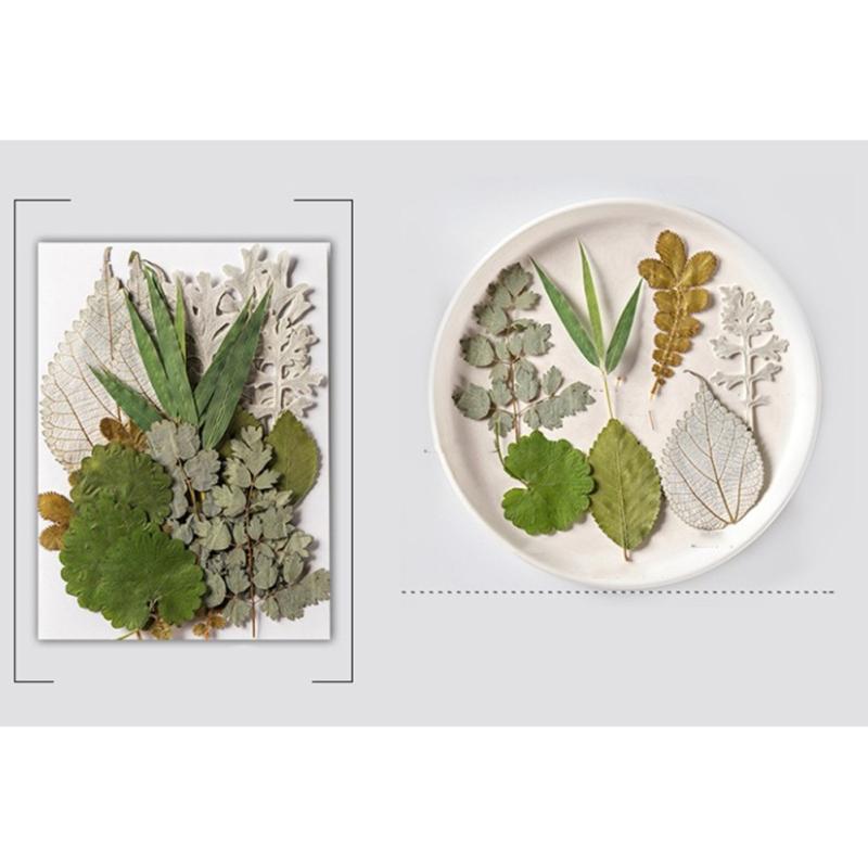 4 упаковки сушеных листьев, 84 шт., настоящие листья, образцы растений для детского сада, наклейки ручной работы, сделай сам