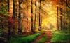 Photomural Forest Autumn Colors Self-Adhesive Mural 270x180