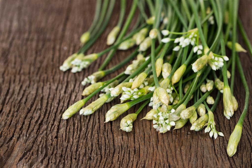 SAFLAX Garden in the Bag - Органический - Чеснок-Шнитт-лук - 100 семян - С субстратом в подходящем пакете - Allium Tuberosum