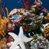 Cute Starfish Ornaments Mini Sea Stars Decoration Photography Props Simulation Starfish  Home