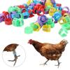 100pcs Portable Poultry Leg Tags Plastic Bird Leg Sign Rings Safe Band Foot Ring  Pigeon Supplies