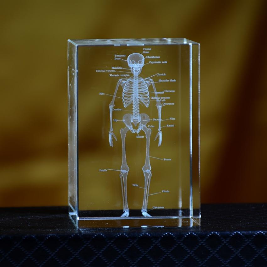 3D Кристаллическая модель анатомии человеческого скелета Лазерная гравировка Медицинский обучающий инструмент Научный подарок для врачей Медицинское искусство Подарок