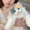 Three-flower Cat Simulation Cat Doll Doll Doll Plush Toy Ragdoll Cat Backpack Birthday Gift