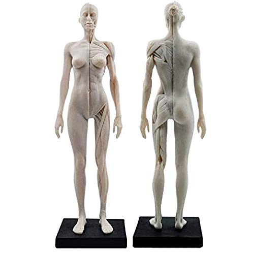 Lucky Panda, лидер продаж, модель женского тела панды, модель человеческого тела, 11 дюймов, 30 см, модель человеческих мышц, скелетно-мышечная скульптура из смолы, компьютерная графика