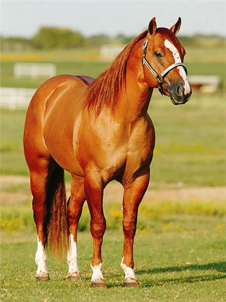 Алмазная картина лошадь картина из стразов полная квадратная алмазная вышивка животное вышивка крестом мозаичный декор для дома