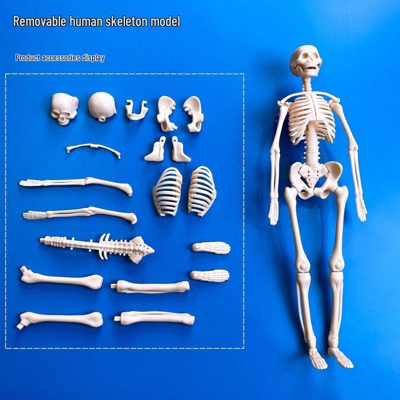 Трансграничный набор для самостоятельной сборки модели скелета человека для раннего развития для студентов