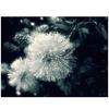 Diamond Painting Cross Stitch Kits Black and White Dandelion Flower 5D Mosaic Embroidery Home Decor