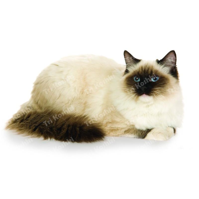 Три кошки RC035 Аниме Собака Рагдолл Наклейка Водонепроницаемая ПВХ Декор Дверь Гостиная Детская Комната