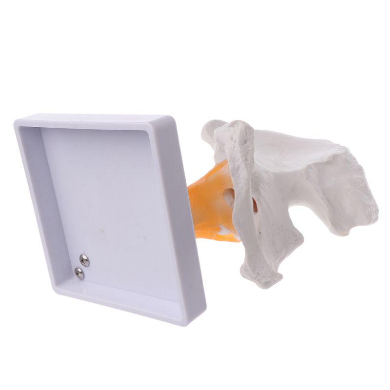 Life Size Ligament Hip Joint Medical Anatomy Model Skeleton Teaching Tool