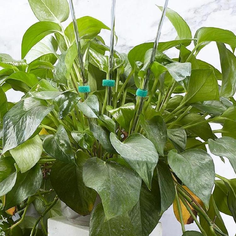 20PCS Durably Plant Sticks with Fix Clip Ensuring Secure Upright Growth of Indoor Outdoor Plant Strength Durability