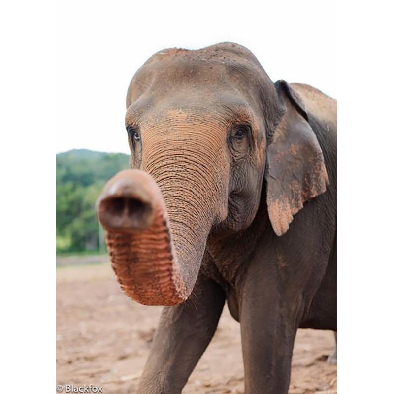 Слон DIY 5D алмазная живопись полная круглая дрель животное Алмазная вышивка крестиком мозаика наборы настенное искусство домашний декор