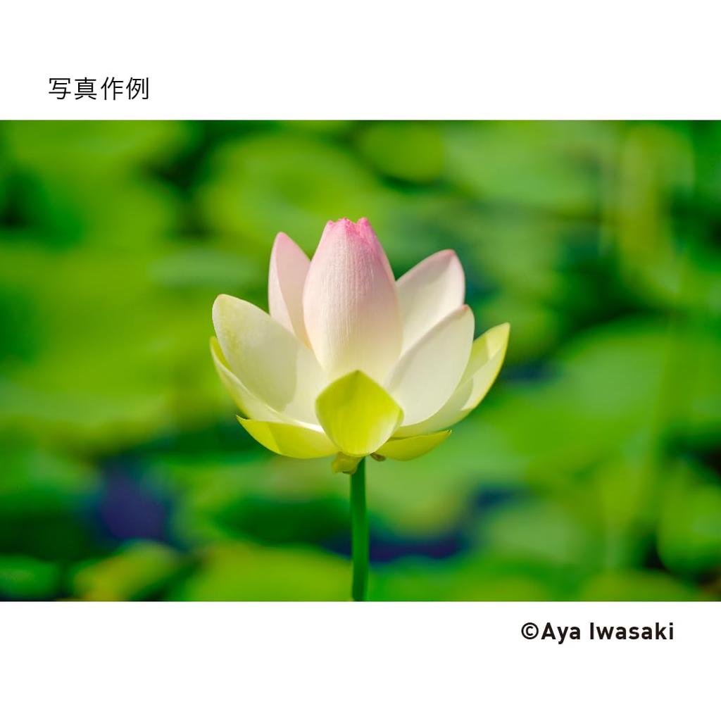 Sigma SIGMA Sigma Sony Lens 85mm DG DN Single Focus Telephoto Full Size Art Mirrorless Dedicated E-Mount F1.4