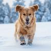 4pcs/set Fashion Warm Dog Cotton Shoes Thickened Reflection Dog Snow Boots Anti-Scratch Comfortable Anti-Slip Dog Shoes Outdoors