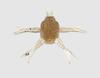 Jackall Мягкая приманка Jimmy Henge Micro Delicious Shrimp (9645)