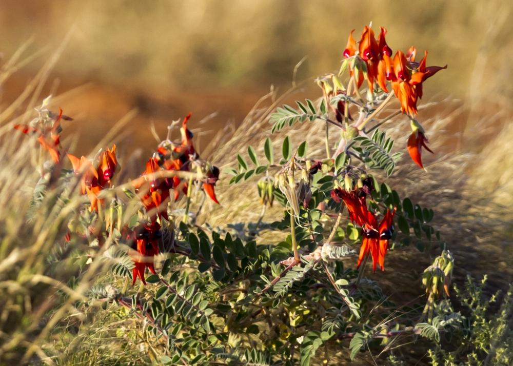 SAFLAX Горох пустынный Sturt's - 20 семян - Clianthus formosus