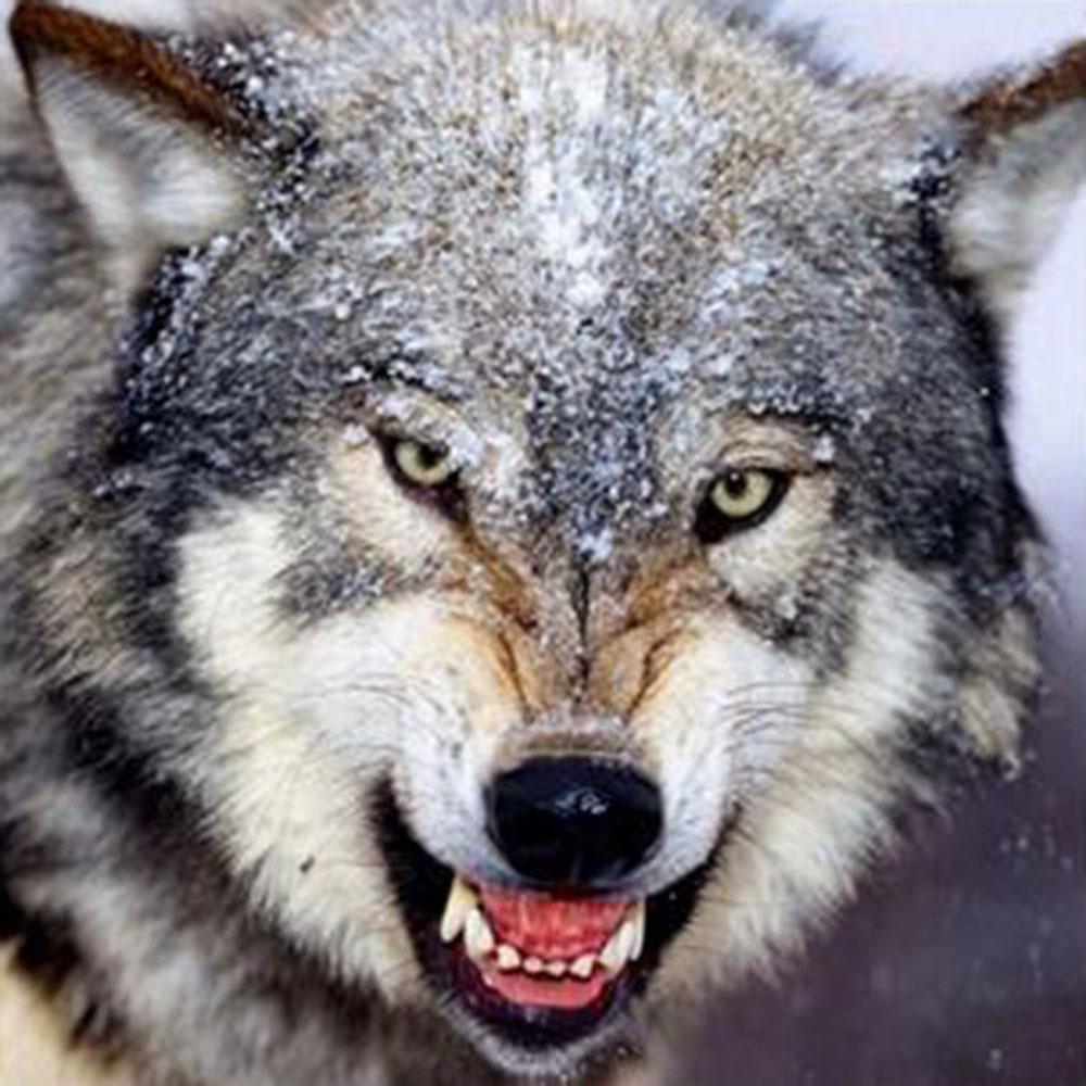Diamond Ferocious Painting Wolf Round Embroidery Cross Stitch Rhinestone Mosaic Home Decor