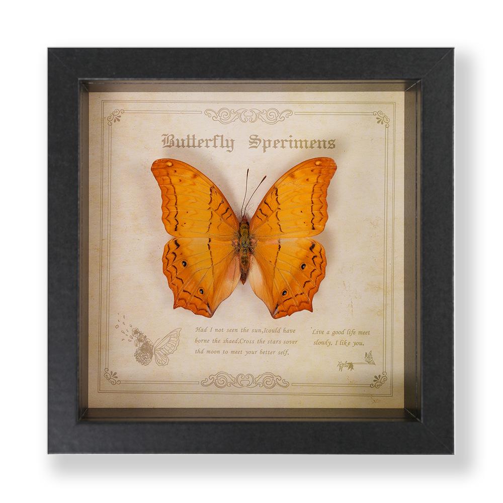 Декоративная картина с образцом бабочки Зеленый Парусник - Настоящее насекомое для демонстрации