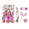 Pressed Dried Flowers Leaves Kits Handcrafts Embellishments Dry Pressing Floral Set Real
