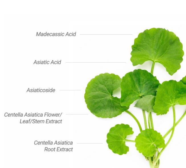 CENTELLIAN24 Набор солнцезащитных кремов Madeca Derma Shield Tone-Up – 40 мл + 20 мл