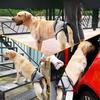 Back Support Straps for Elderly Dogs When Going Out and Hind Leg Straps for Injured Dogs To Relieve Stress When Traveling